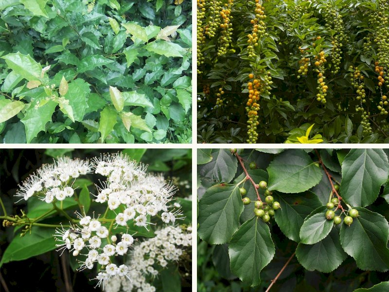 101 hình ảnh cây xạ đen đẹp, chất lượng cao, tải miễn phí