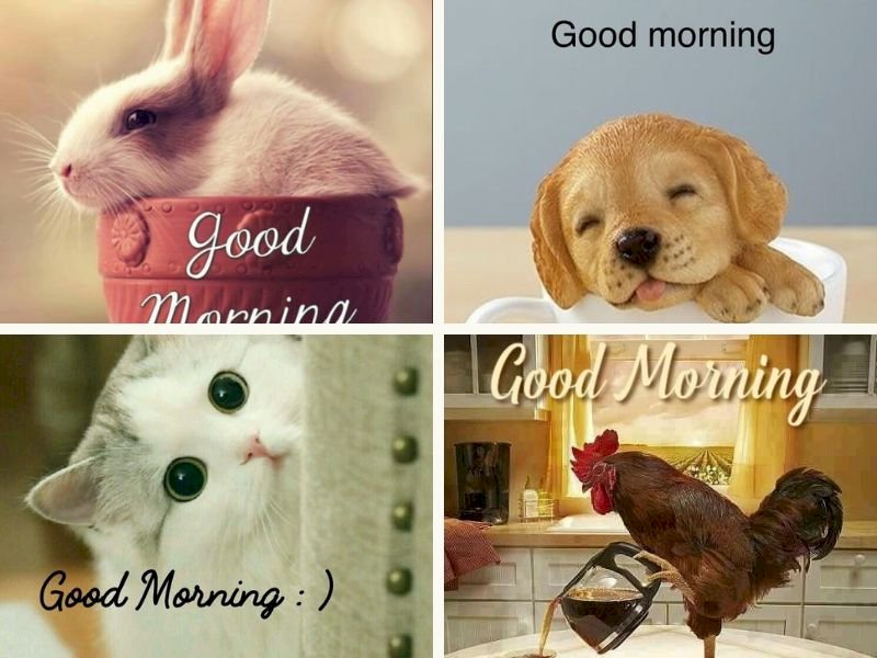 101 Hình ảnh chào ngày mới ngộ nghĩnh, tải miễn phí