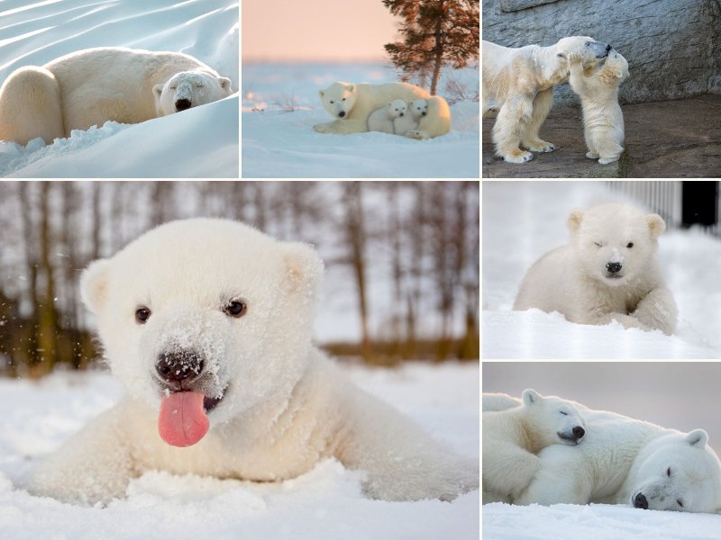 101 hình ảnh gấu trắng cute đẹp, chất lượng cao, tải miễn phí
