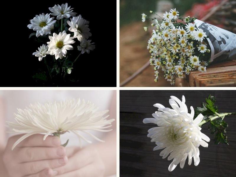 101 hình ảnh hoa cúc trắng buồn đẹp nhất, tải miễn phí