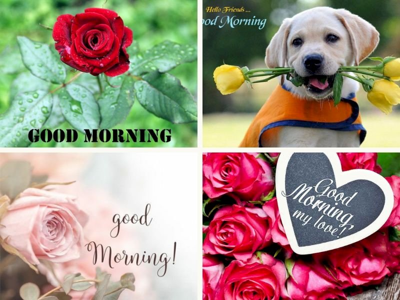 101 hình ảnh hoa hồng chào ngày mới đẹp, chất lượng cao, tải miễn phí