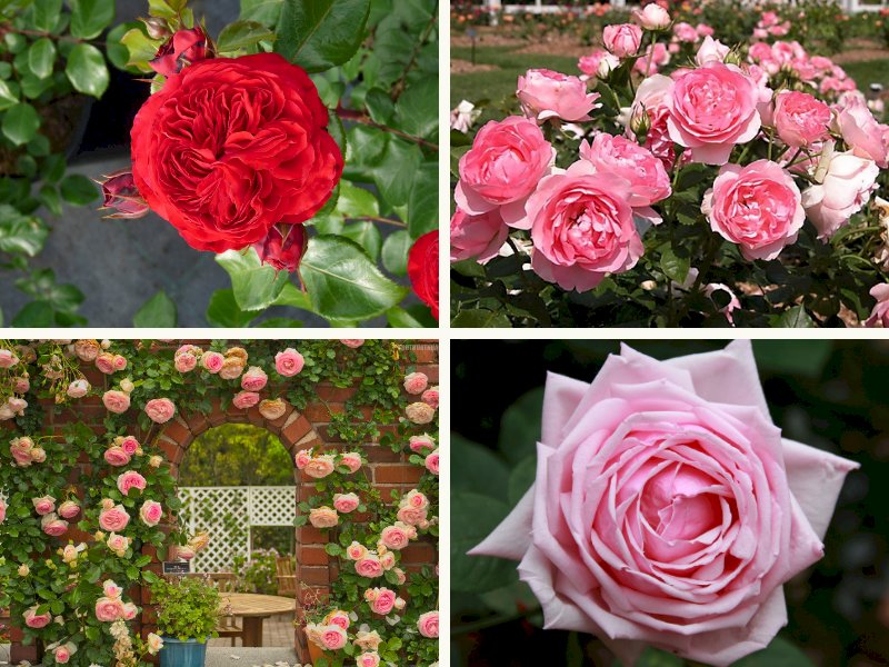 101 hình ảnh hoa hồng Pháp đẹp, chất lượng cao, tải miễn phí