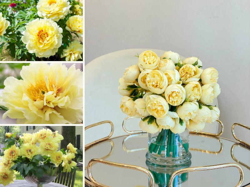 101 hình ảnh hoa mẫu đơn vàng đẹp, chất lượng cao, tải miễn phí