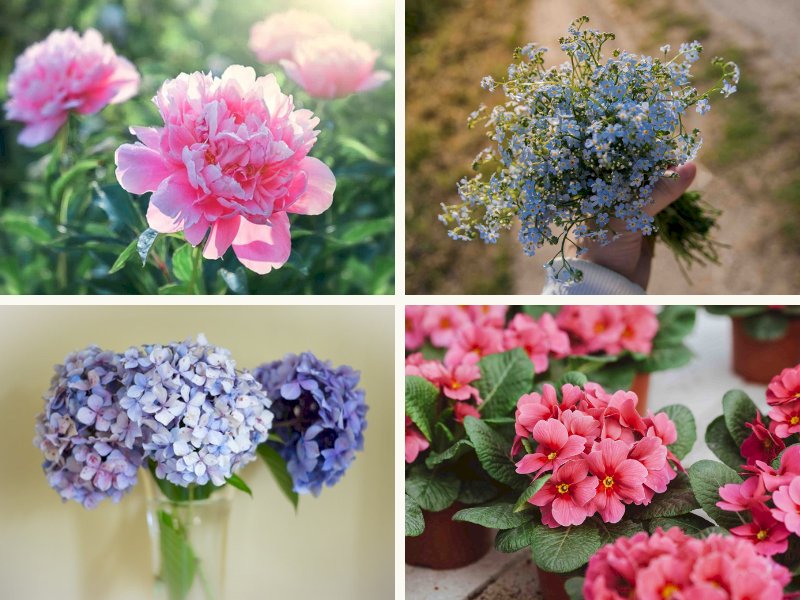 101 hình ảnh hoa may mắn đẹp, ý nghĩa, chất lượng cao, tải miễn phí