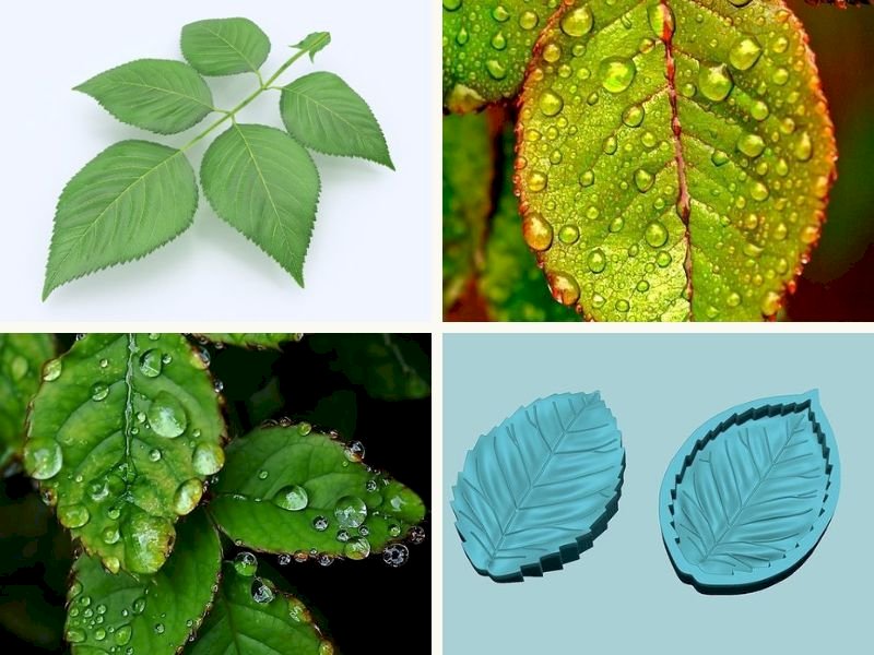 101 Hình ảnh lá cây hoa hồng, tải miễn phí