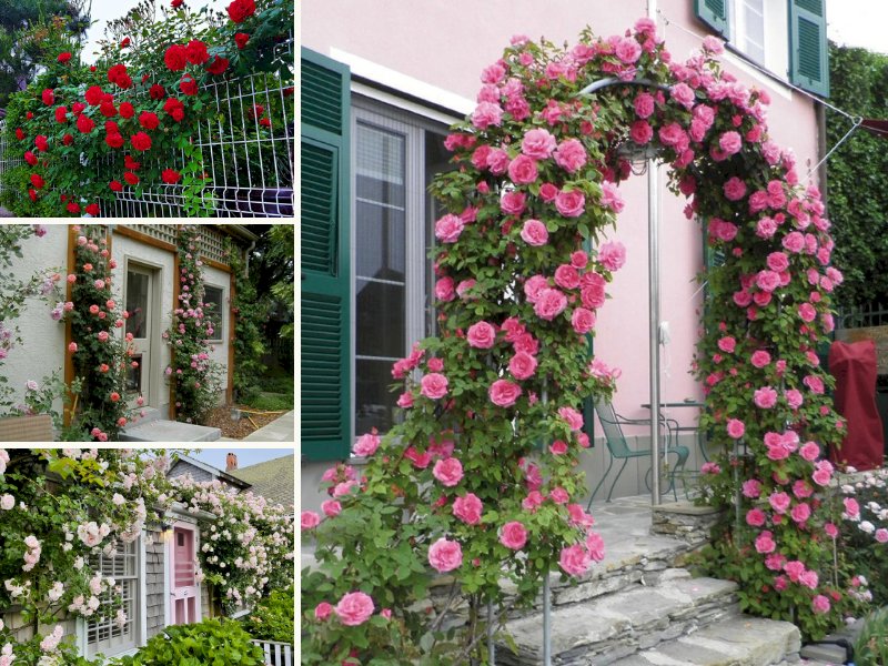 101 hình ảnh ngôi nhà hoa hồng đẹp, chất lượng cao, tải miễn phí