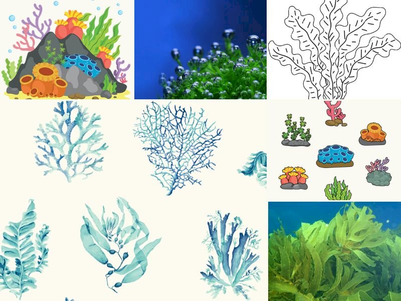 101 Hình vẽ cây rong biển đẹp nhất, tải miễn phí