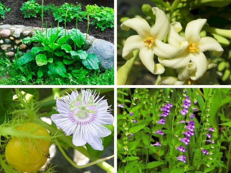 101 tên và hình ảnh các cây thuốc nam, tải miễn phí