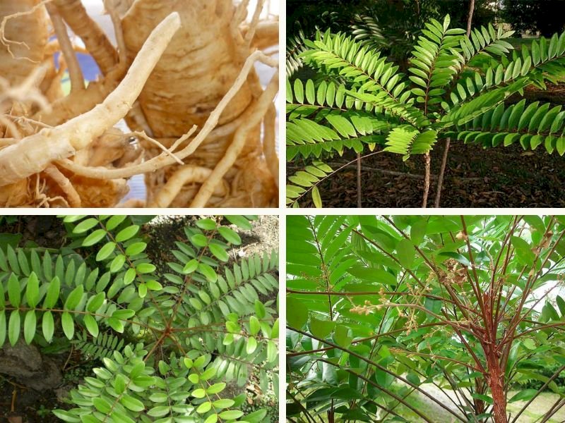 101 Hình ảnh cây mật nhân đẹp nhất, tải miễn phí