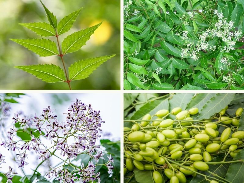 101 Hình ảnh cây sầu đâu đẹp nhất, tải miễn phí