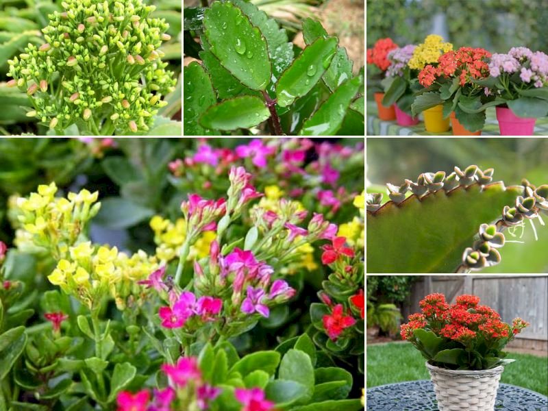 101 Hình ảnh cây sống đời đẹp nhất, tải miễn phí