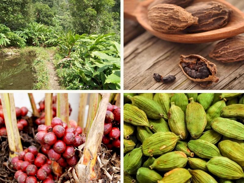 101 Hình ảnh cây thảo quả đẹp nhất, tải miễn phí