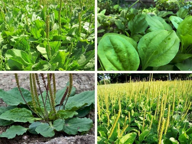 101 Hình cây mã đề đẹp nhất, tải miễn phí