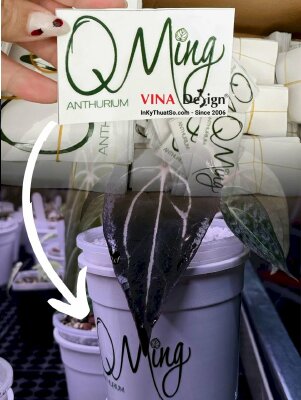 DTF logo dán chậu cây nhựa, in tem dán UV DTF số lượng lớn - INKTS3643