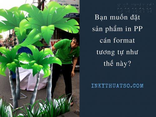 In PP cán Format - in PP cán Foam