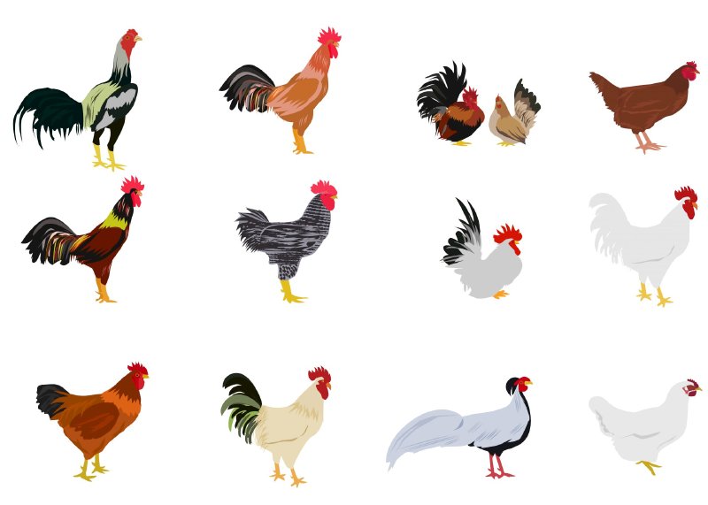 hình ảnh con gà vector - Inkythuatso