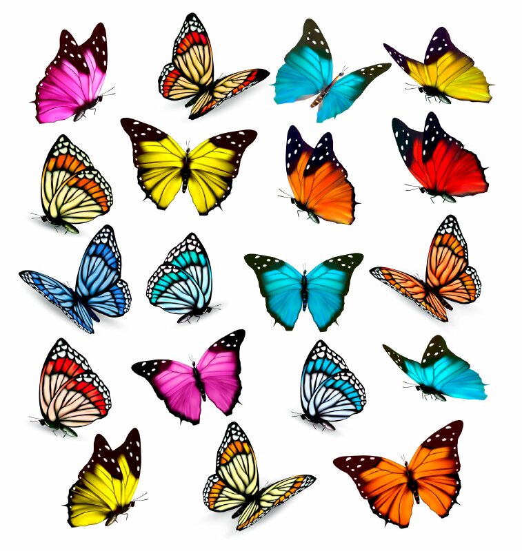 Download free vector con bướm nhiều màu đẹp mới nhất file SVG, AI, JPG,  PDF, EPS, PNG