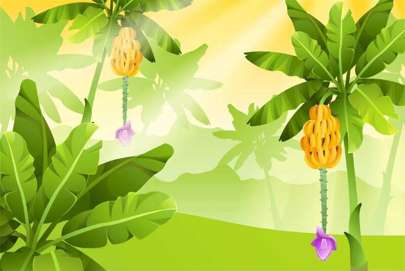 hình ảnh cây chuối vector - Inkythuatso