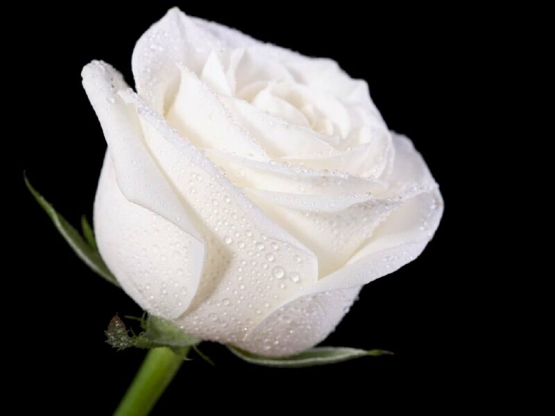 Top 101 hình ảnh hoa hồng trắng đẹp nhất