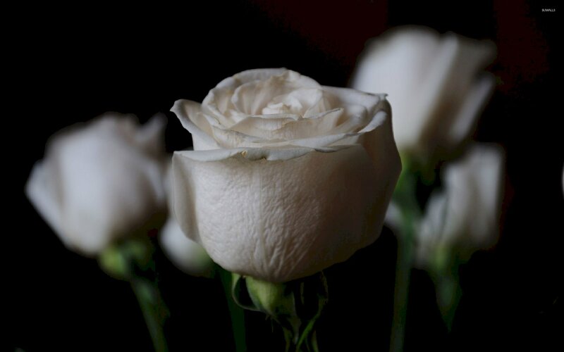 Mỗi cánh hoa hồng trắng đều mang những ý nghĩa đặc biệt. Hãy chiêm ngưỡng những đóa hoa đẹp nhất để tìm thấy ý nghĩa đó và cảm nhận sự thanh tao và trong sáng của chúng.