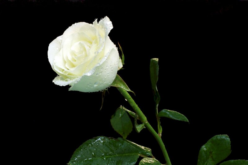 Hoa hồng trắng đẹp làm say đắm bao con tim. Hình ảnh của chúng sẽ khiến bạn cảm nhận được trọn vẹn vẻ đẹp hoàn hảo của hoa hồng trắng. Những chiếc cánh hoa trắng tỏa sáng trong ánh nắng là điều không thể bỏ qua. Hãy mở ra và chiêm ngưỡng những bức ảnh hoa hồng trắng đầy thơ mộng!
