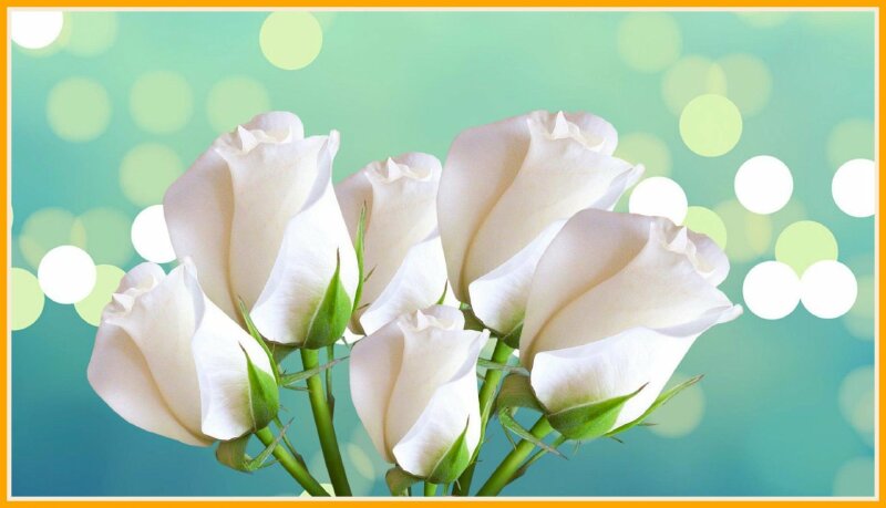 Ý nghĩa hoa hồng trắng không phải ai cũng biết 100 hình ảnh hoa hồng trắng  đẹp nhất  BlogAnChoi