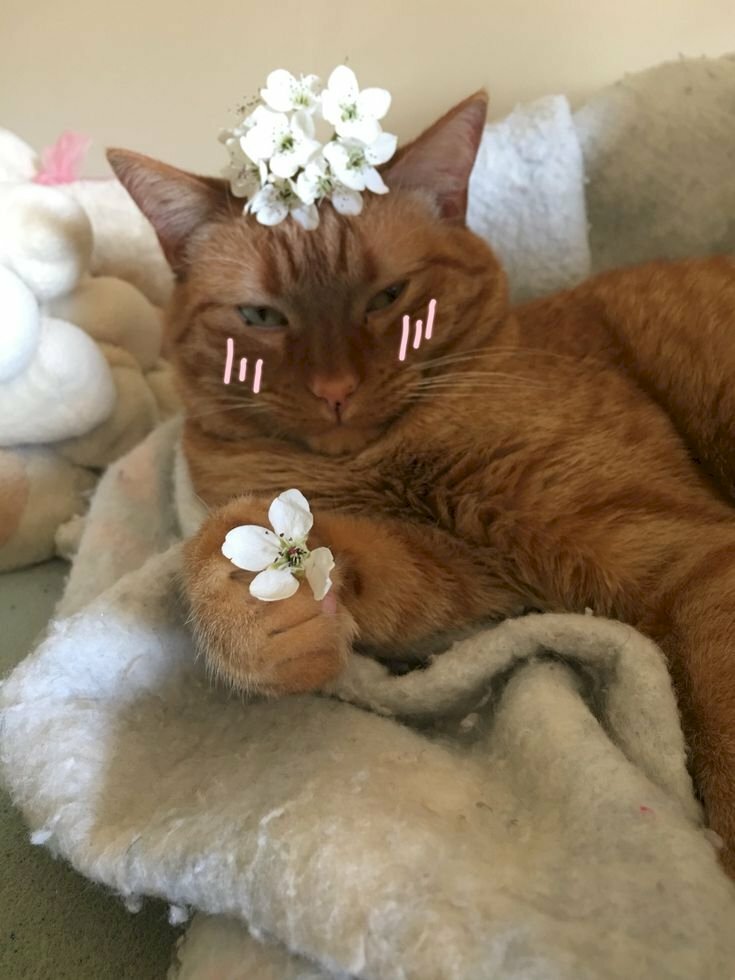 Đừng ngại thay đổi avatar và hãy tự tin chọn bức ảnh mèo cầm hoa tuyệt đẹp này. Sẽ không còn gì tuyệt vời hơn khi hình ảnh của chú mèo xinh đẹp này trở thành tâm điểm để thu hút sự chú ý từ mọi người.