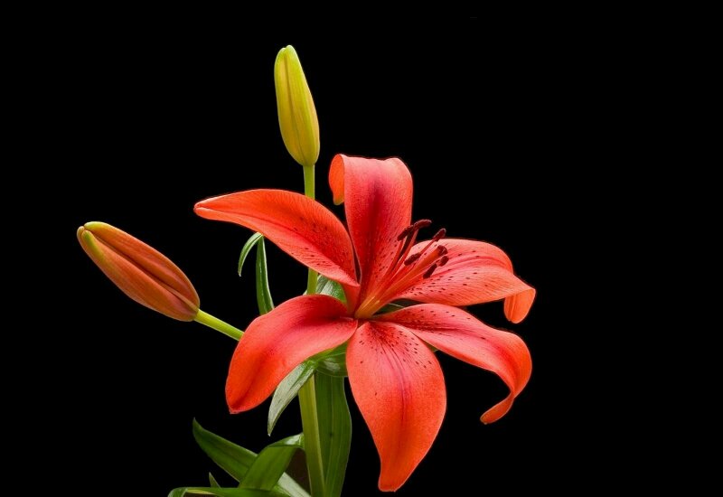 Ảnh hoa huệ đỏ nền đen thịnh vượng