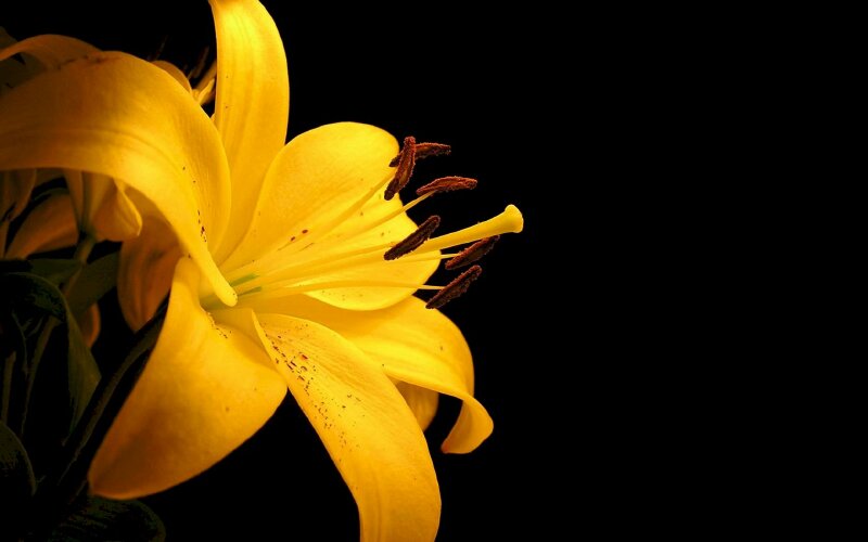Top 101 Hình ảnh hoa ly vàng