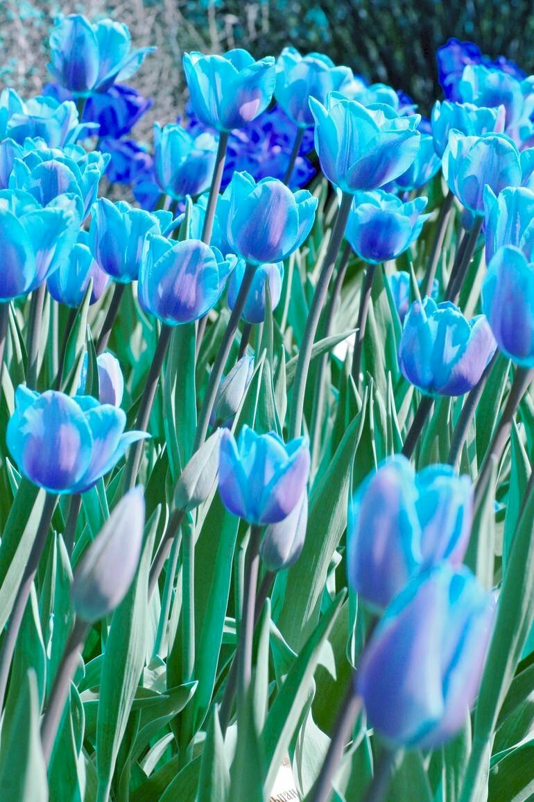 Bạn đã từng tưởng tượng đến một loài hoa tulip màu xanh? Hãy xem hình ảnh về hoa tulip xanh để cảm nhận sự độc đáo và thu hút của chúng.
