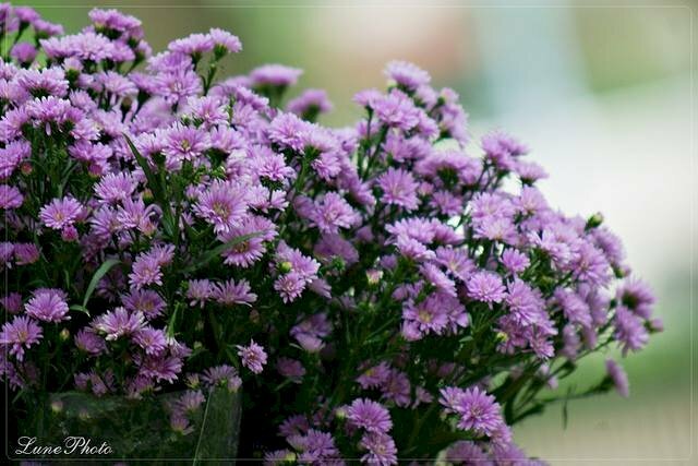 Ảnh bụi hoa thạch thảo tím đẹp