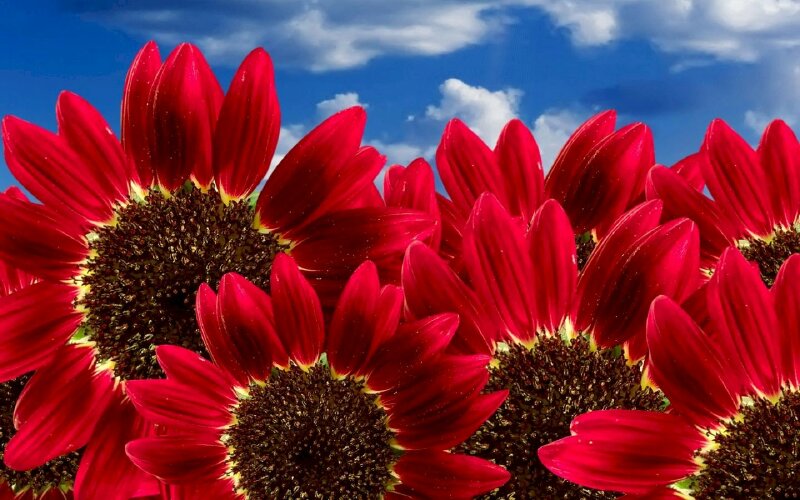 Top 101 Hình ảnh hoa hướng dương đỏ đẹp nhất