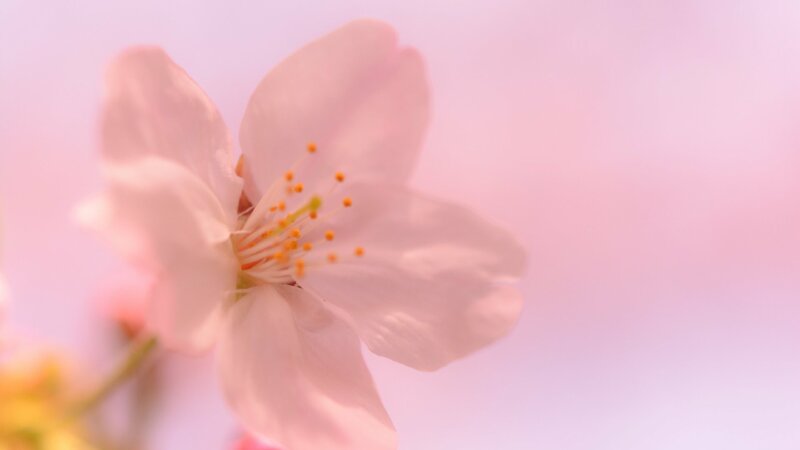 Ảnh hoa anh đào trắng buồn đẹp