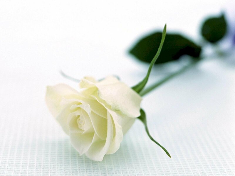 Chiêm ngưỡng 999 hình ảnh hoa hồng trắng đẹp mê mẩn hút mắt