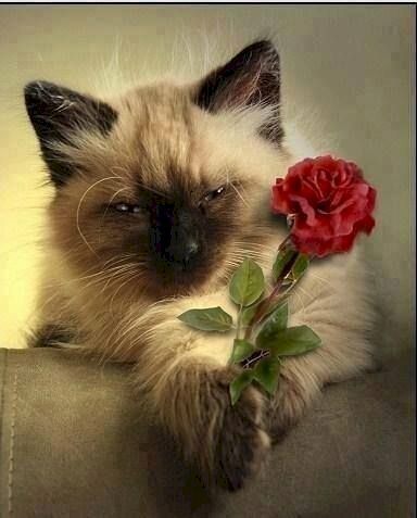 Mèo khiến chúng ta luôn trầm trồ, bởi sự đáng yêu và ngộ nghĩnh của chúng. Một bức ảnh tuyệt đẹp về mèo tặng hoa, chắc chắn sẽ khiến bạn yêu mèo hơn bao giờ hết. Hãy xem bức ảnh này và cùng trót yêu mèo ngay lập tức!