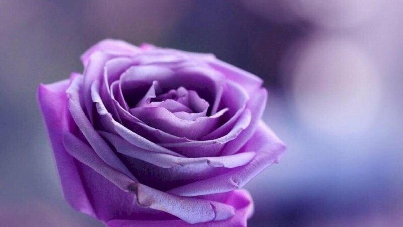 Bí mật Ý nghĩa Hoa Hồng Tím  21 bức ảnh hồng tím đẹp nhất