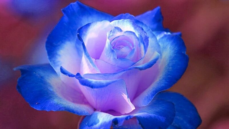 Tìm hiểu với hơn 100 hình nền hoa hồng xanh đẹp nhất hay nhất ...