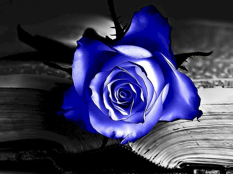 Hình nền hoa hồng xanh đẹp nhất  Tải ảnh hoa đẹp chất lượng