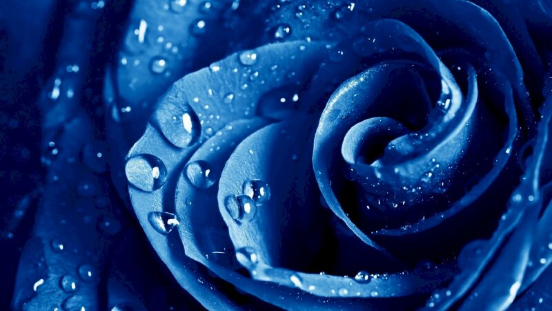 Hoa hồng xanh là biểu tượng của tình yêu vĩnh cữu và sự tươi trẻ. Hãy xem những hình ảnh về loài hoa này để cảm nhận sức sống và sự sinh động của màu xanh.