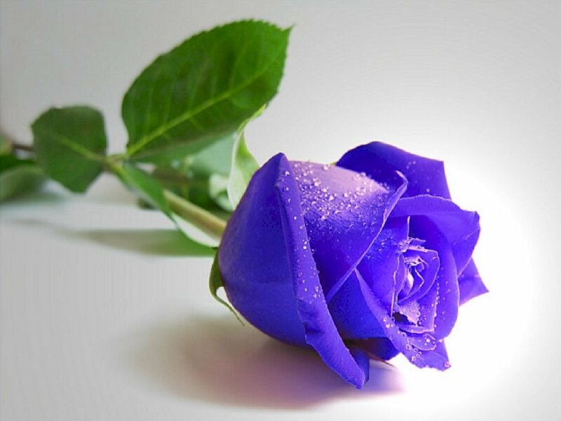 Chia sẻ hơn 84 hình nền hoa hồng xanh tuyệt vời nhất  thtantai2eduvn