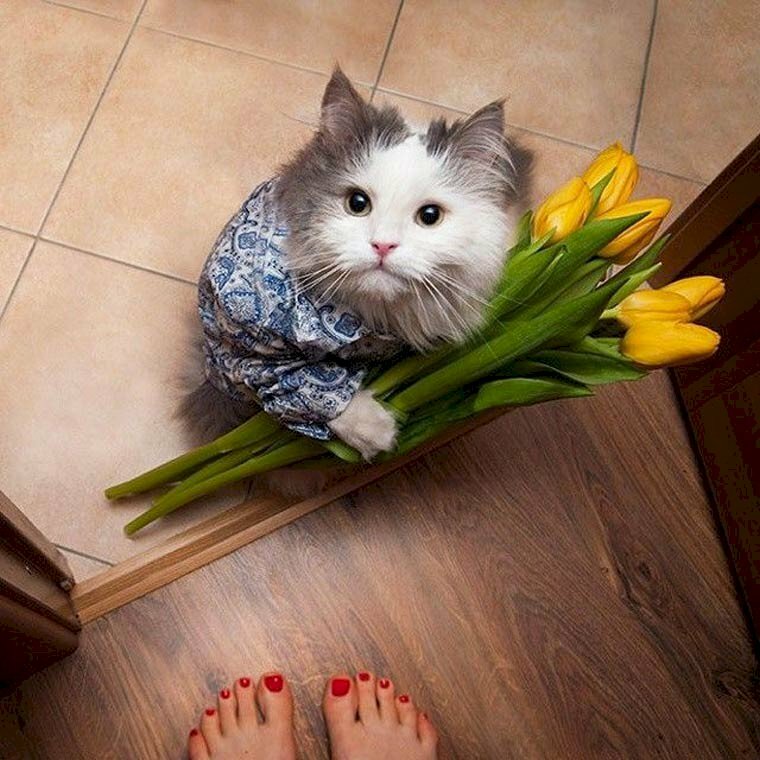 Hãy chiêm ngưỡng bức ảnh đáng yêu của một chú mèo cầm hoa tuyệt đẹp. Khán giả sẽ bị thu hút bởi sự đáng yêu của chú mèo trong bức ảnh.