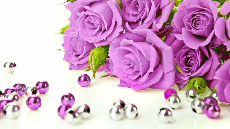 Ý nghĩa hoa hồng tím  Purple roses