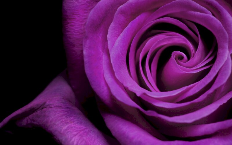 Nền hoa hồng tím đẹp: Một nền hoa hồng tím đẹp là điều mà bạn không thể bỏ qua nếu bạn yêu thích điện thoại hay máy tính của mình trông đẹp mắt và thu hút. Với nền hoa hồng tím, bạn sẽ không chỉ có được một thiết kế đẹp mắt và hiện đại mà còn nâng cao tinh thần lạc quan của mình.