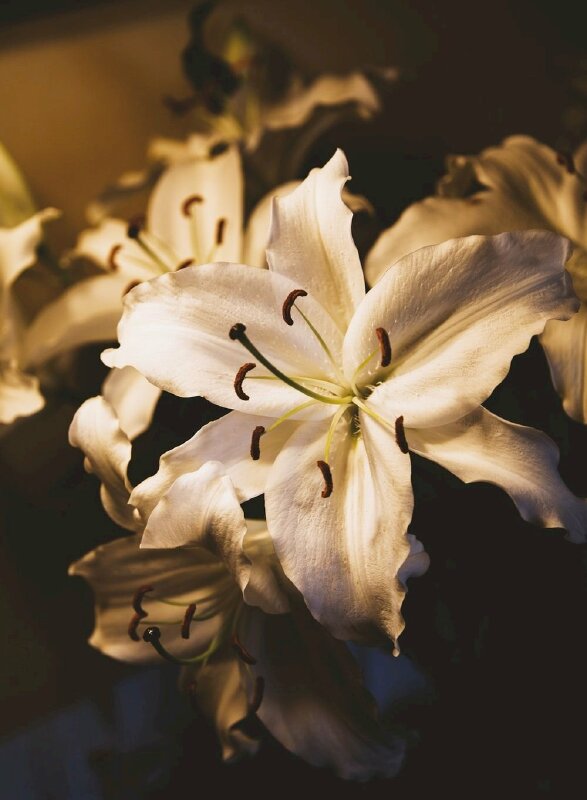 Top 101 Hình ảnh hoa ly trắng đẹp nhất sẽ làm cho bạn cảm thấy yêu đời hơn. Với vẻ tinh khôi và nhẹ nhàng, loài hoa này khiến bạn không thể rời mắt. Hãy tìm hiểu về hoa ly trắng và cảm thấy niềm hạnh phúc nhỏ bé trong cuộc sống.