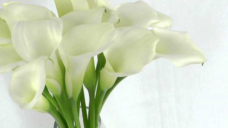 Trong bức tranh về hoa ly trắng, bạn sẽ tìm thấy sự thanh tao và tinh khôi của những bông hoa trắng tuyệt đẹp. Với phong cách vẽ tuyệt đẹp và màu sắc tươi sáng, bạn sẽ cảm thấy bình yên và thư thái khi nhìn thấy họa tiết này.
