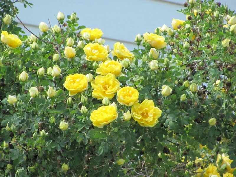50+ Hình ảnh hoa hồng đẹp nhất và ý nghĩa theo màu sắc - Eva - THCS Giảng Võ