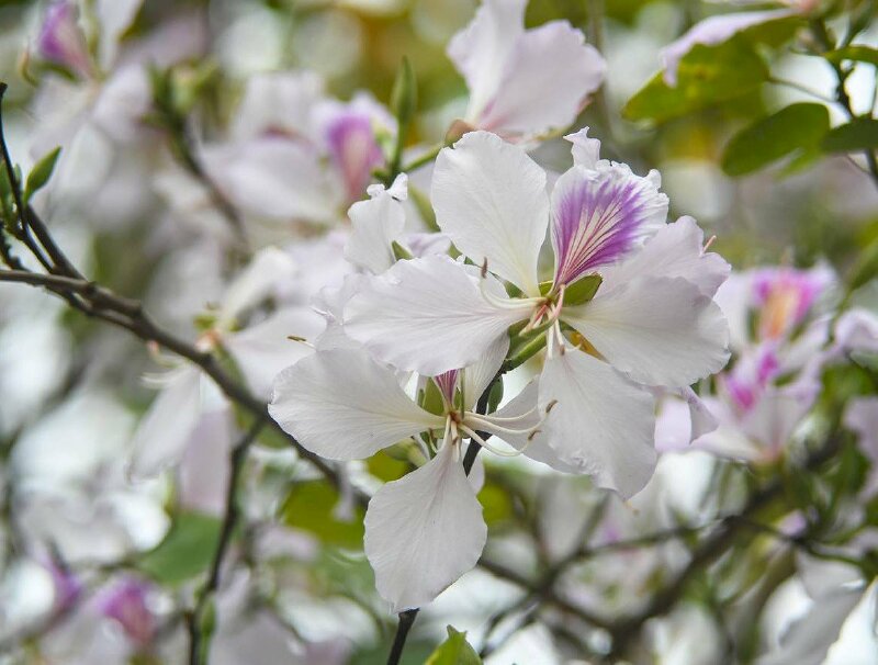 Hoa ban trắng là biểu tượng của mùa Xuân và tinh khiết như trái tim người phụ nữ. Hãy xem hình ảnh của những cánh hoa ban trắng đang nở rộ, mang đến cho bạn một cảm giác nhẹ nhàng, thanh thản và niềm hy vọng mới cho ngày mai.