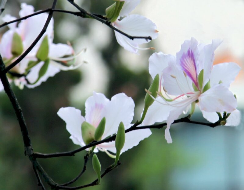 Hoa ban trắng là biểu tượng của sự thanh nhã và tinh khiết. Những bông hoa trắng tinh khôi trên nền lá xanh ngắt tạo nên một cảnh quan đẹp mê hồn. Hãy xem hình ảnh hoa ban trắng để cảm nhận sự tuyệt vời của thiên nhiên.