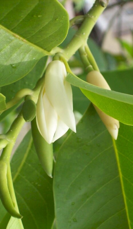 Ảnh hoa ngọc lan trắng Đà Lạt chớm nở