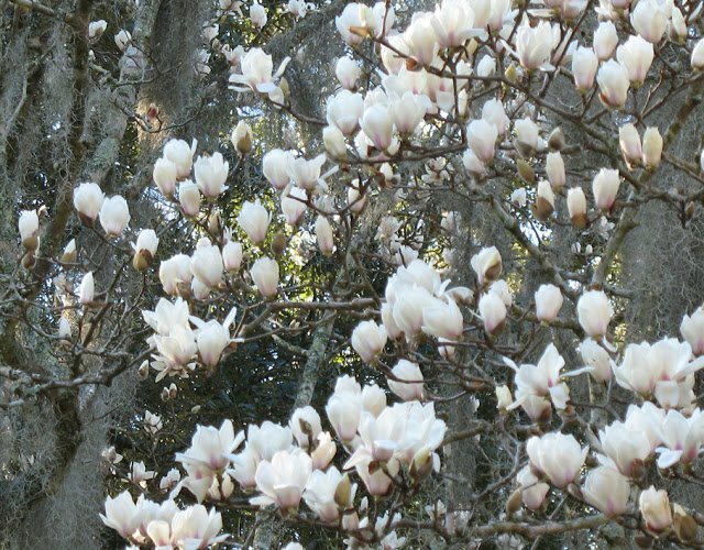 Ảnh rừng hoa ngọc lan trắng